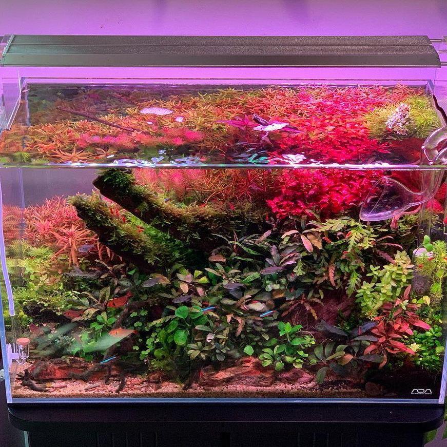 WEEK AQUA Luz LED Vívida para  - Aqua Marine Tank reseña y precio